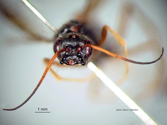 Pristaulacus_africanus (Brues) head